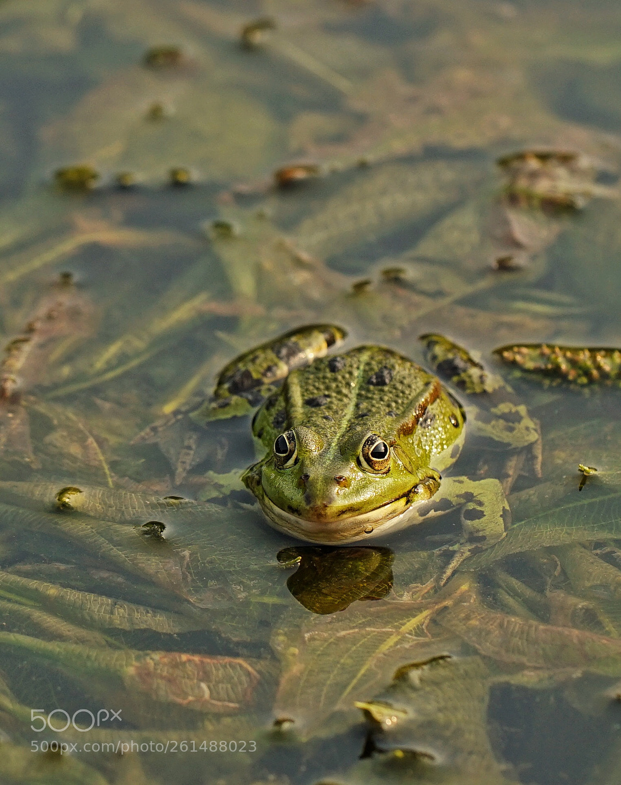 Sony a7 II sample photo. Little frog photography