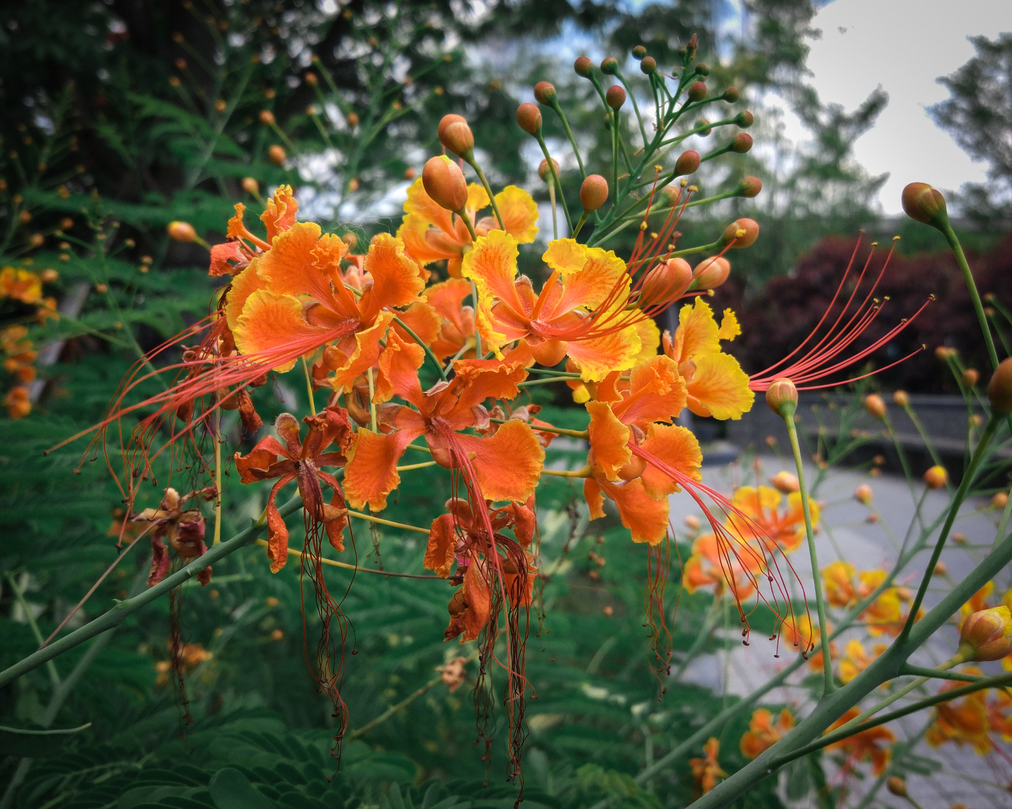 Xiaomi MI 5 sample photo