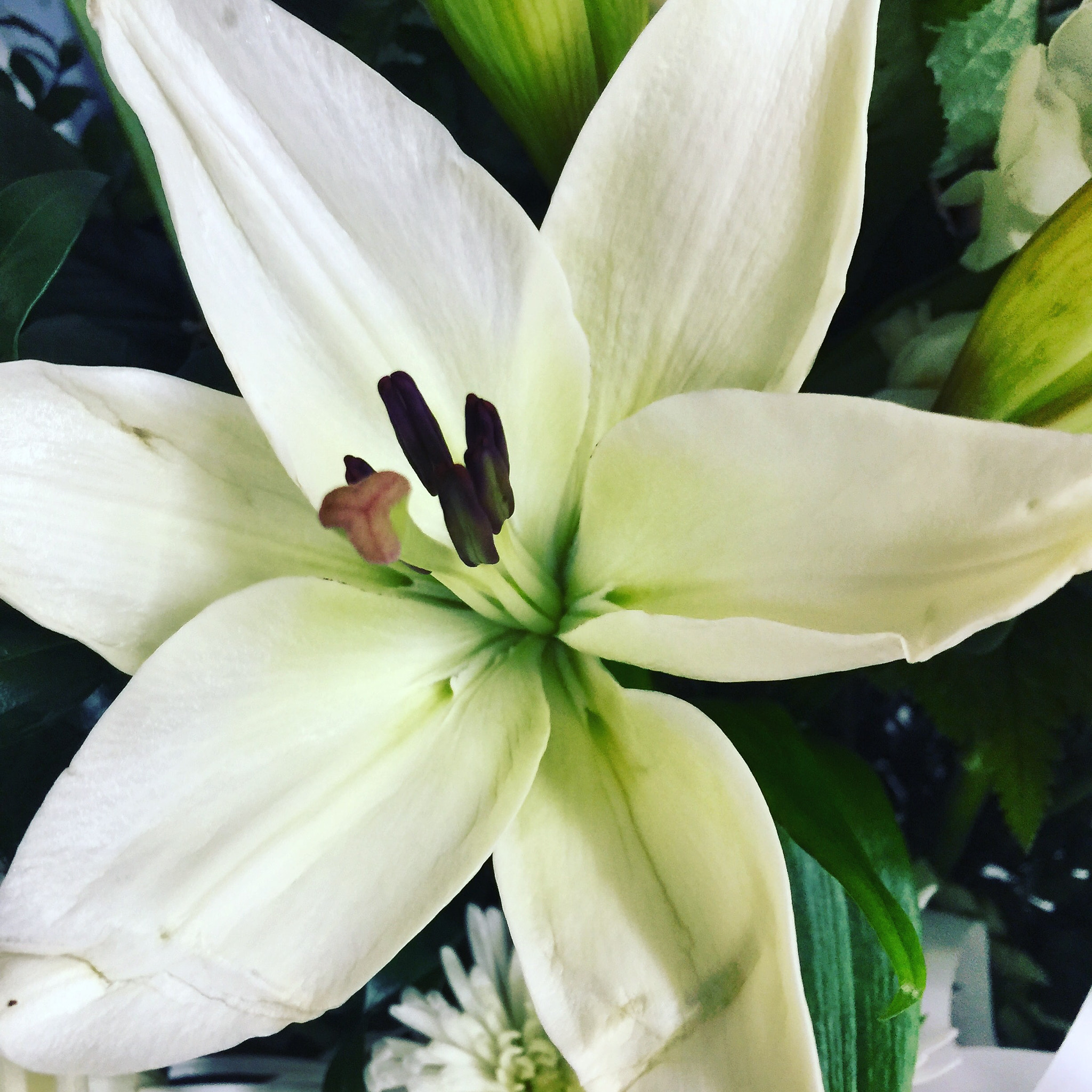 Apple iPhone 6 Plus sample photo. Today’s flower 🌹  photography