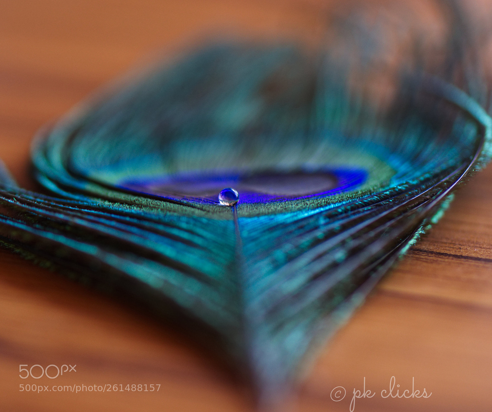 Nikon D7200 sample photo. Peacock feather photography