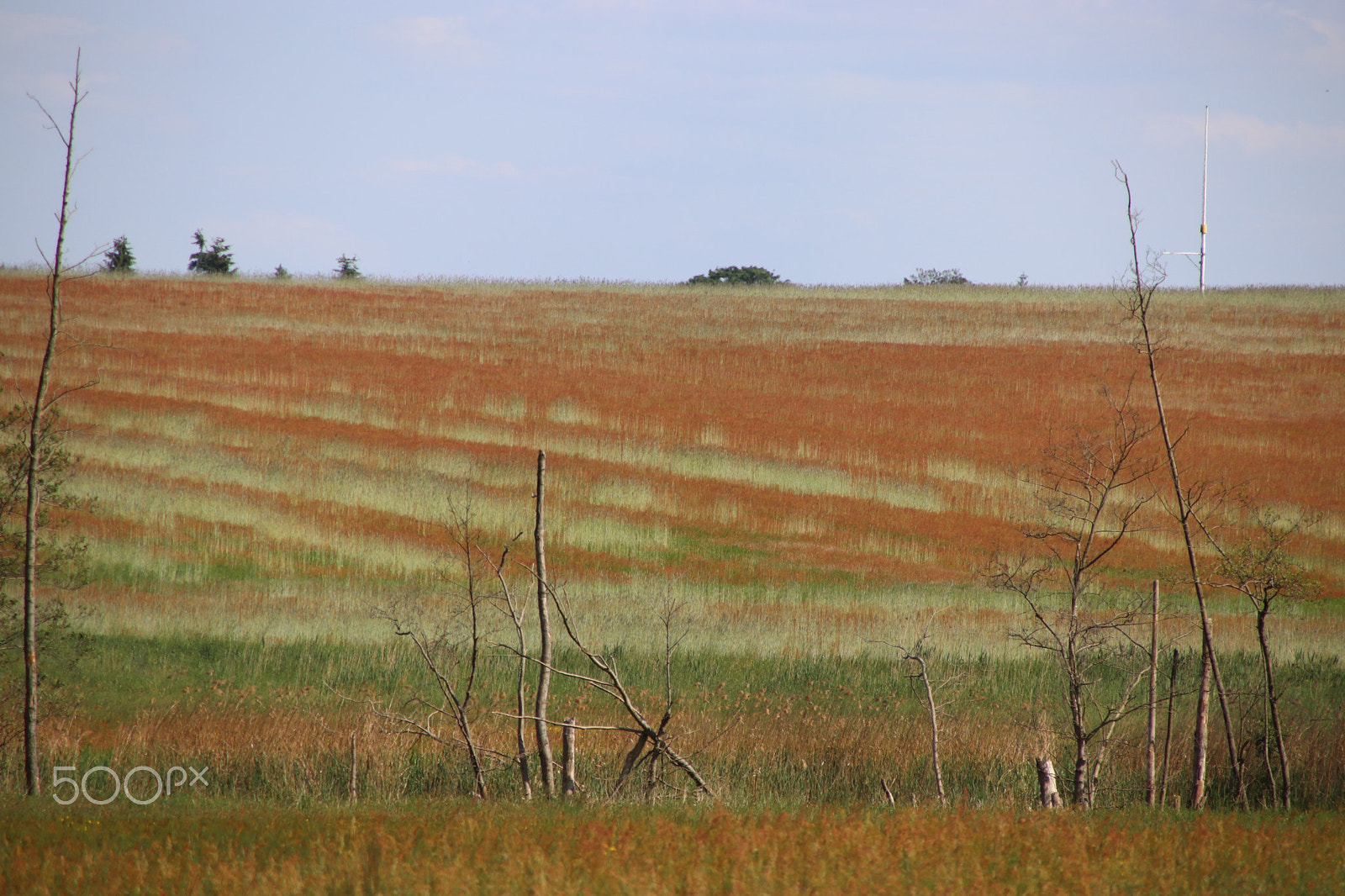 Canon TS-E 90mm F2.8 Tilt-Shift sample photo. Field photography