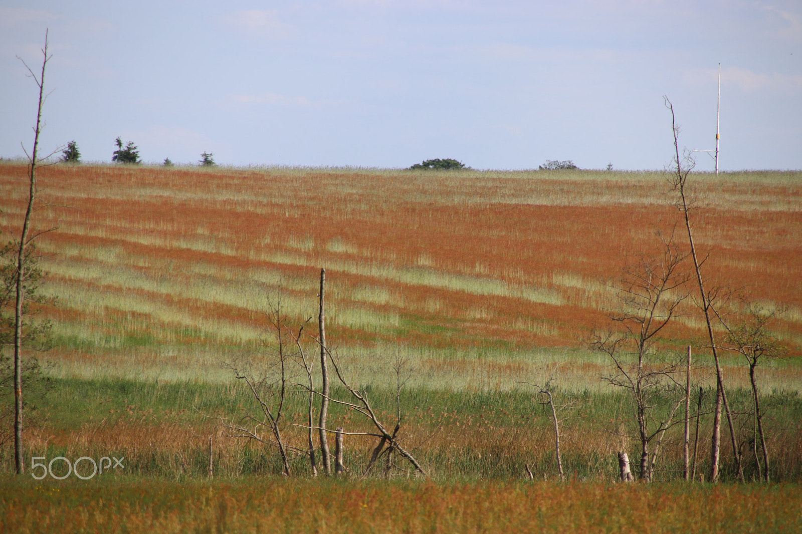 Canon EOS 77D (EOS 9000D / EOS 770D) sample photo. Field photography