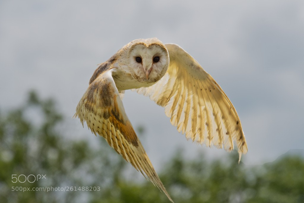 Nikon D500 sample photo. Barn owl photography