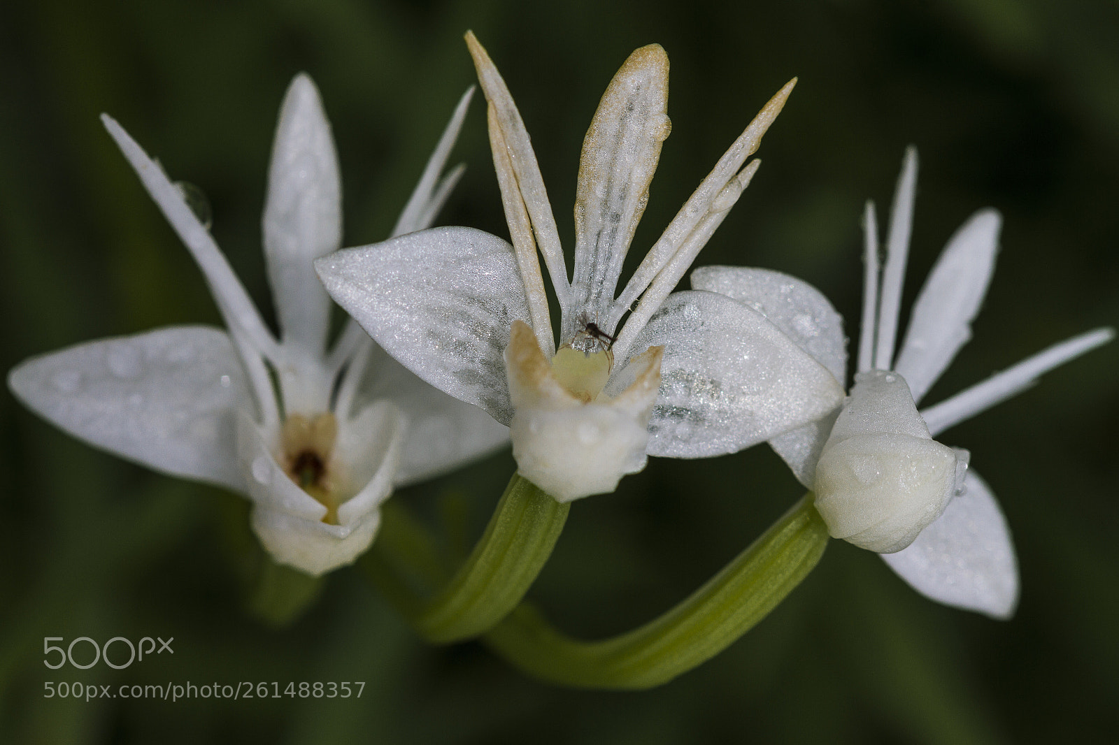 Canon EOS 7D sample photo. Petal texture photography