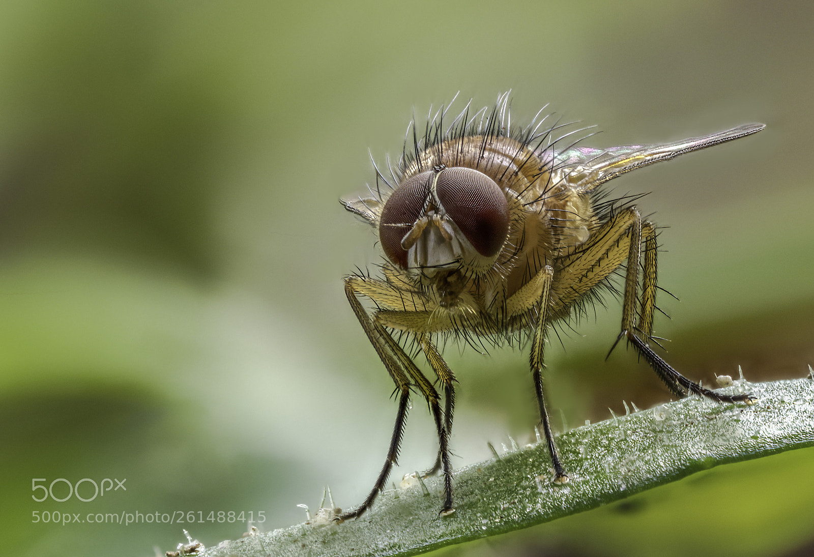 Olympus OM-D E-M1 Mark II sample photo. The fly photography