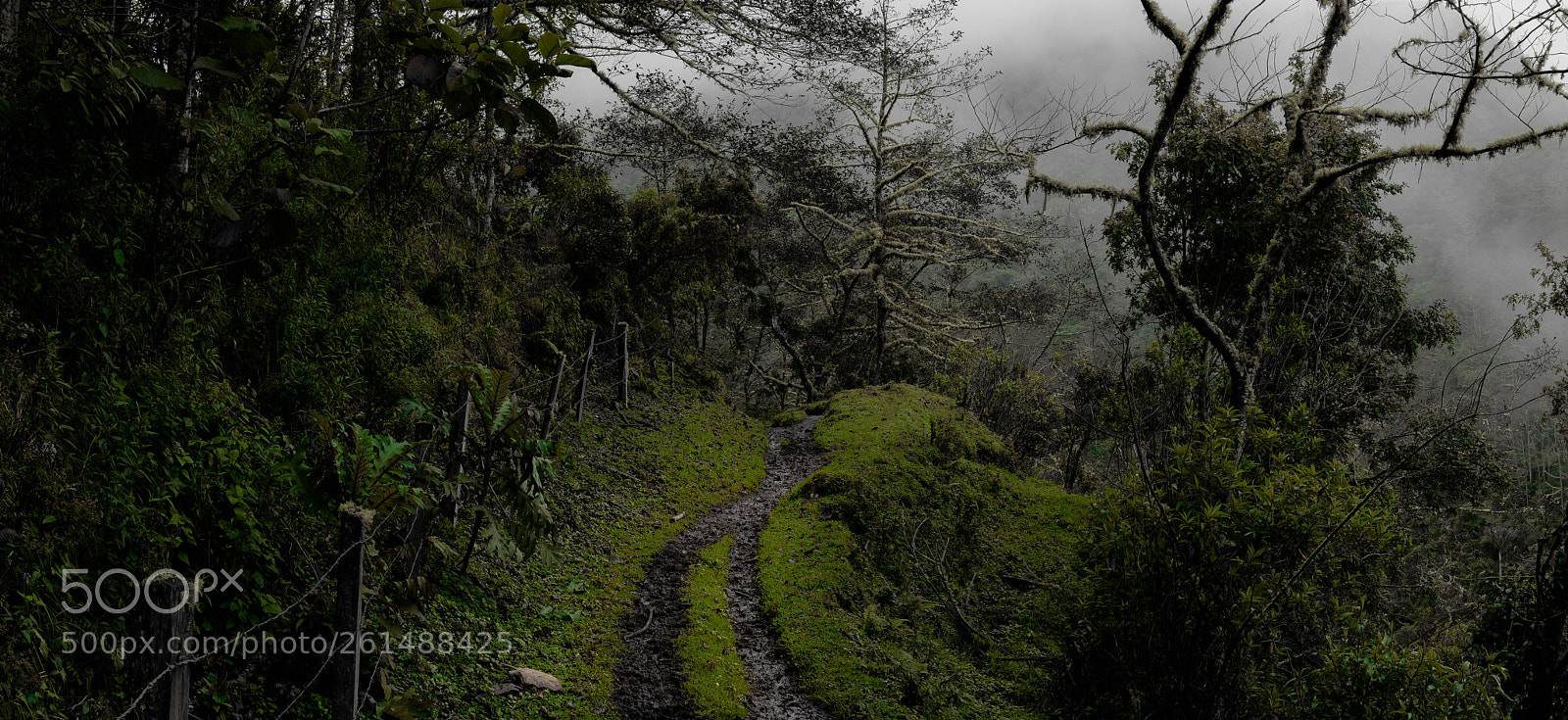 Canon EOS 750D (EOS Rebel T6i / EOS Kiss X8i) sample photo. Into the mist photography