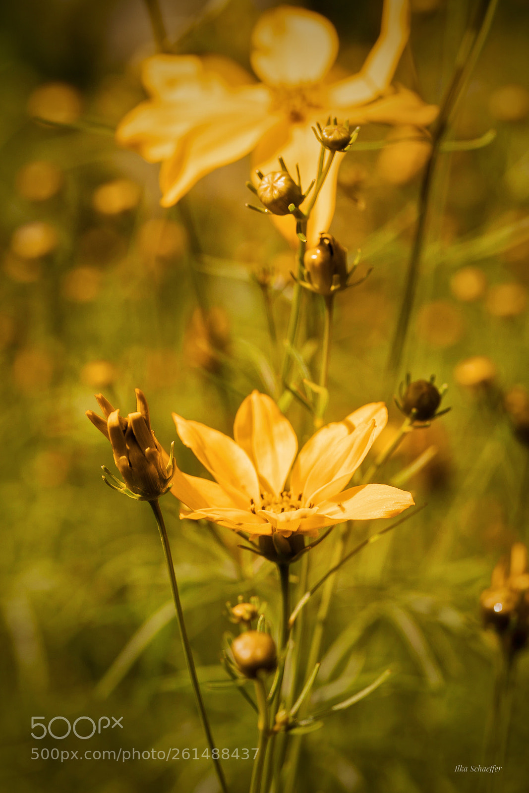 Canon EOS 5D Mark IV sample photo. Momente des sommers photography