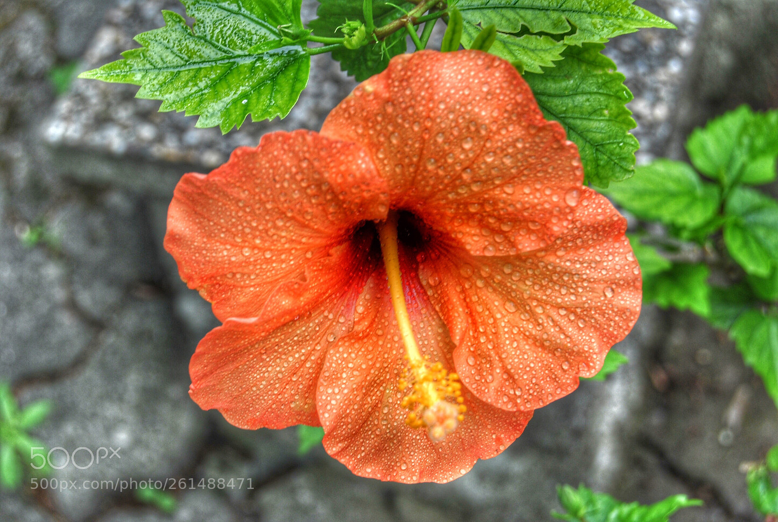 Nikon D3000 sample photo. Flower photography