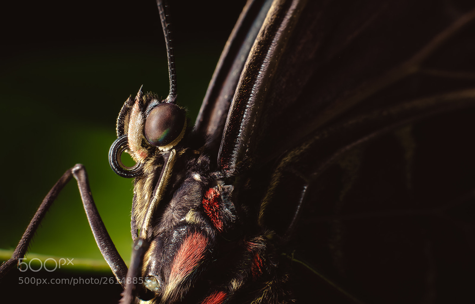 Nikon D7000 sample photo. Butterfly photography