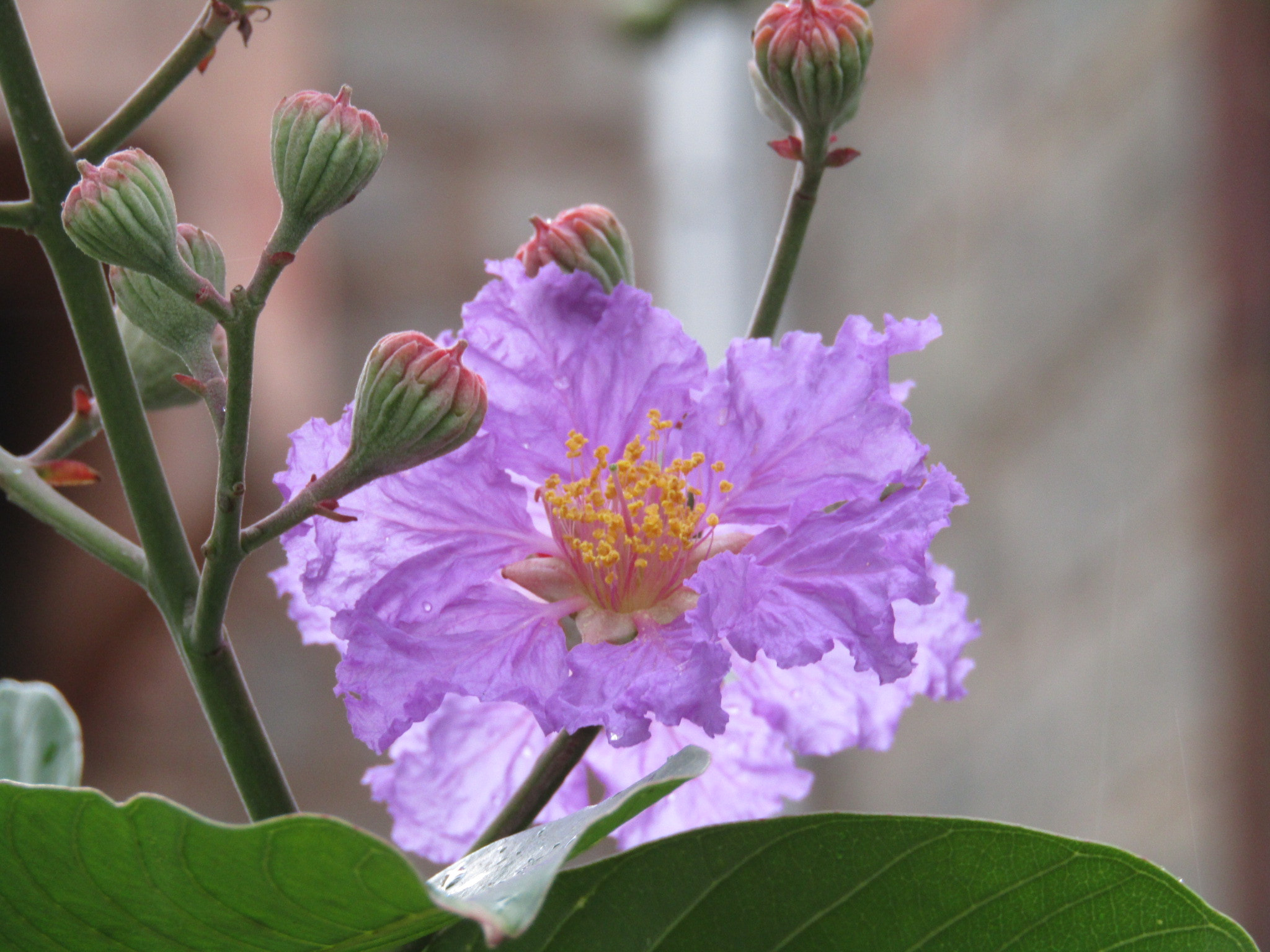 Canon POWERSHOT SX430 IS sample photo. Flower photography