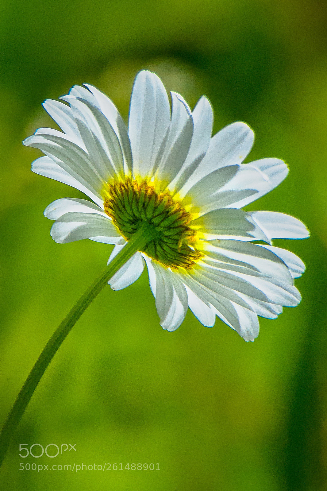 Nikon D850 sample photo. Daisy - a rearview. photography