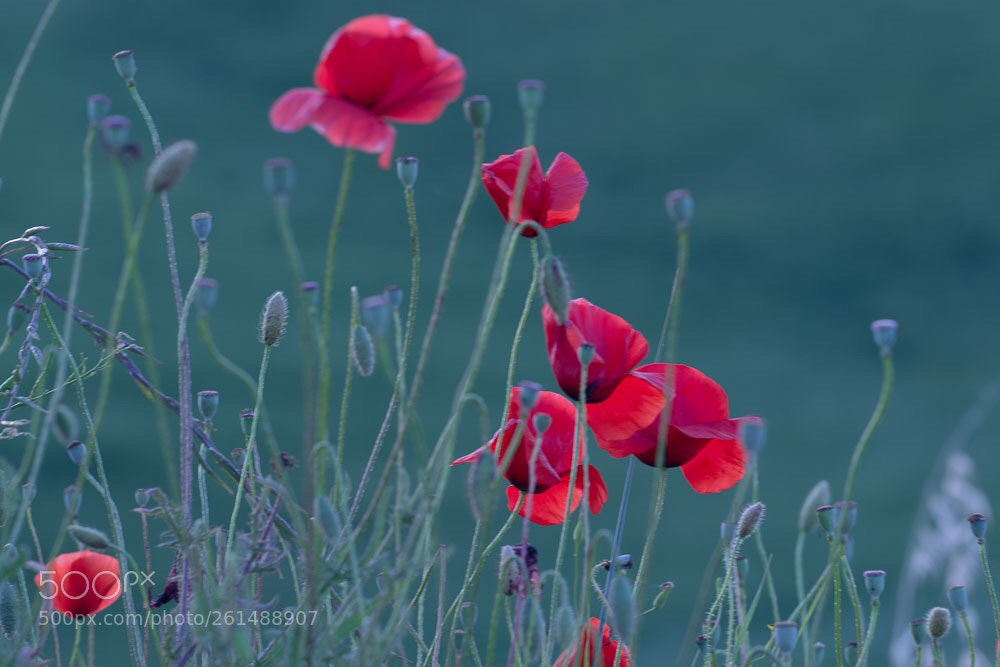 Nikon D3100 sample photo. Papaveri in val d photography