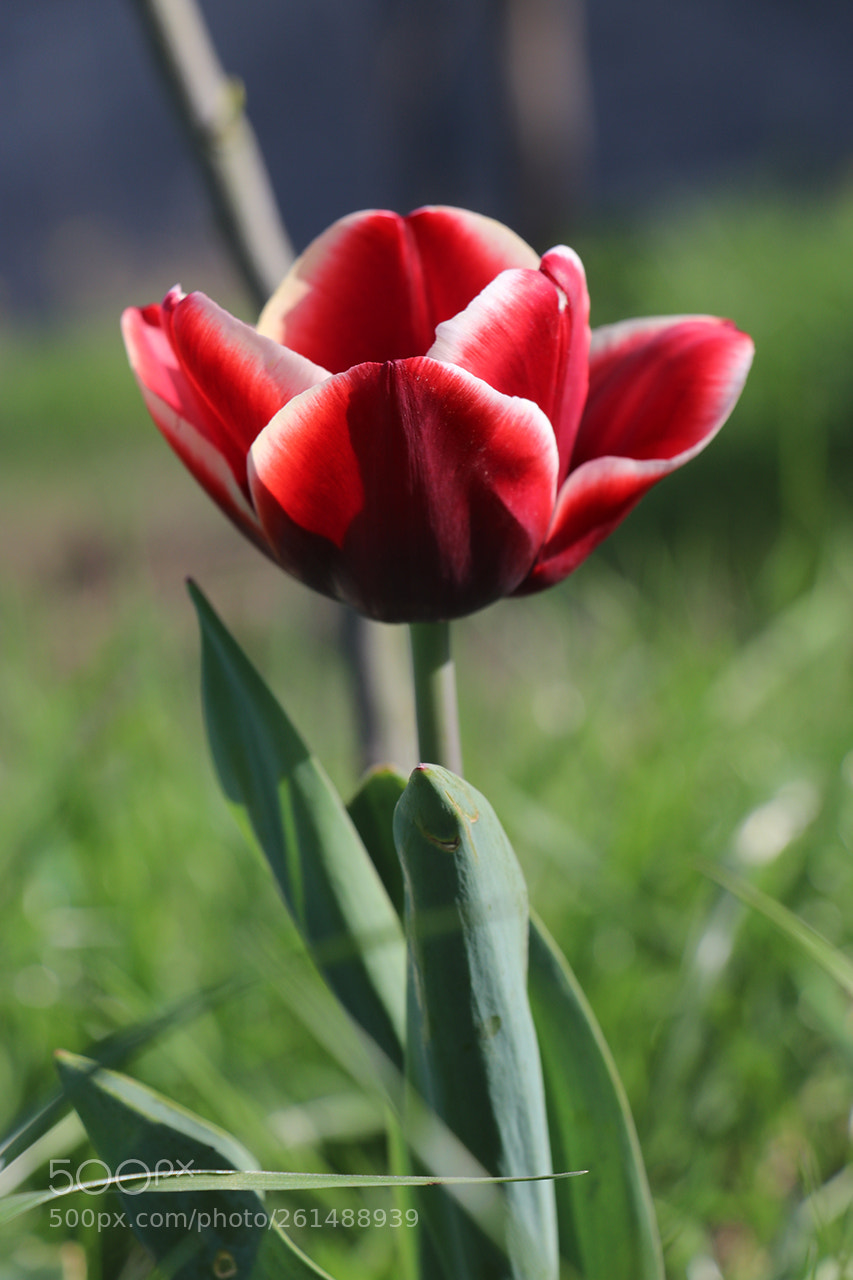 Canon EOS 80D sample photo. Untitled photography