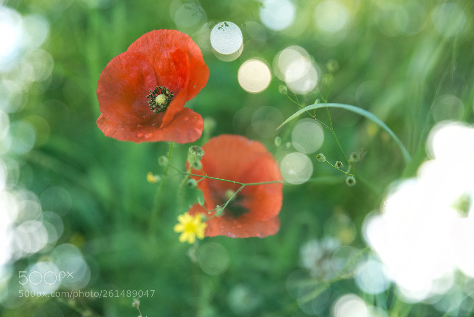 Nikon D800 sample photo. Poppy’s dream photography