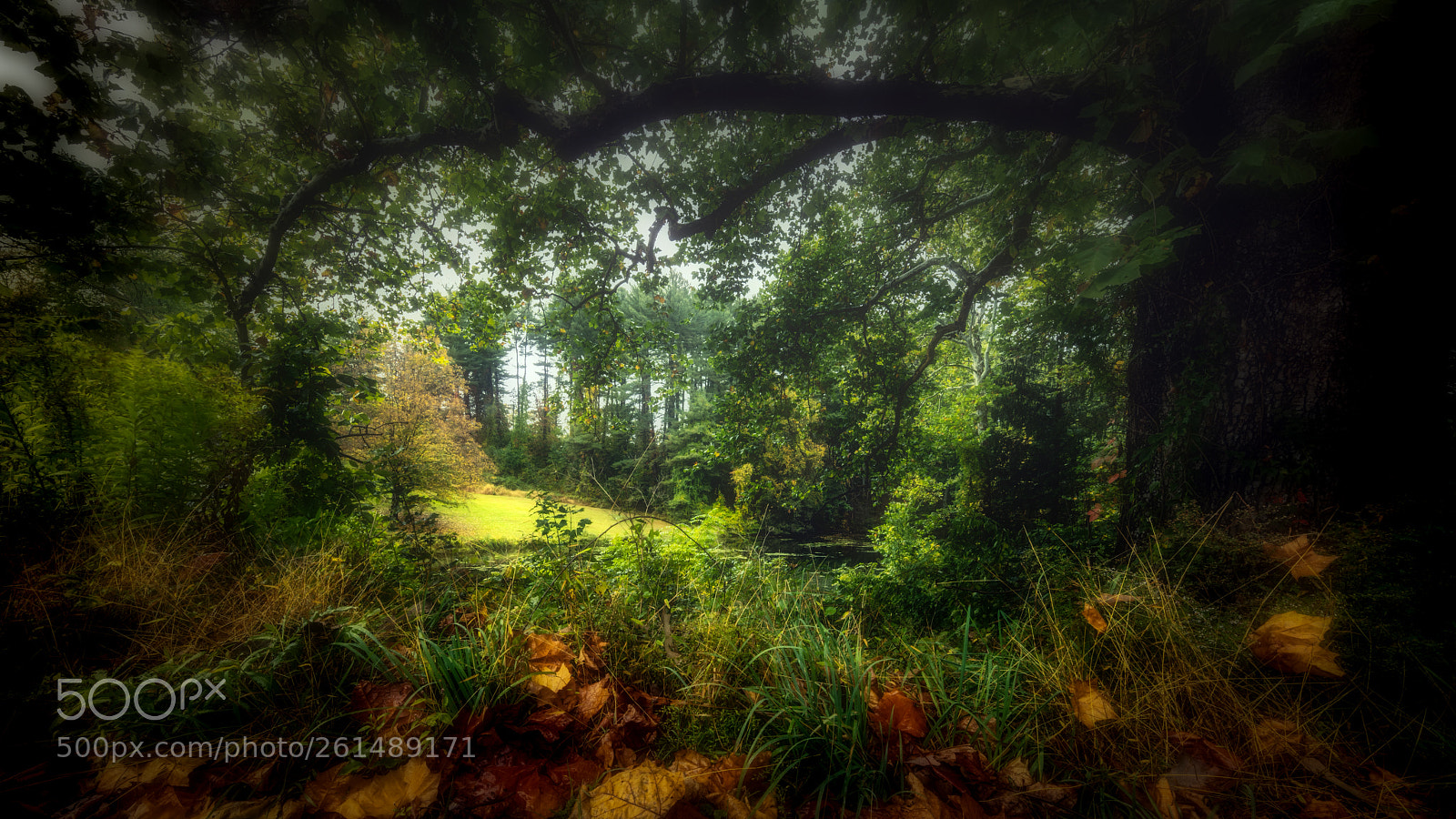 Canon EOS 5DS R sample photo. Peak to the pond photography