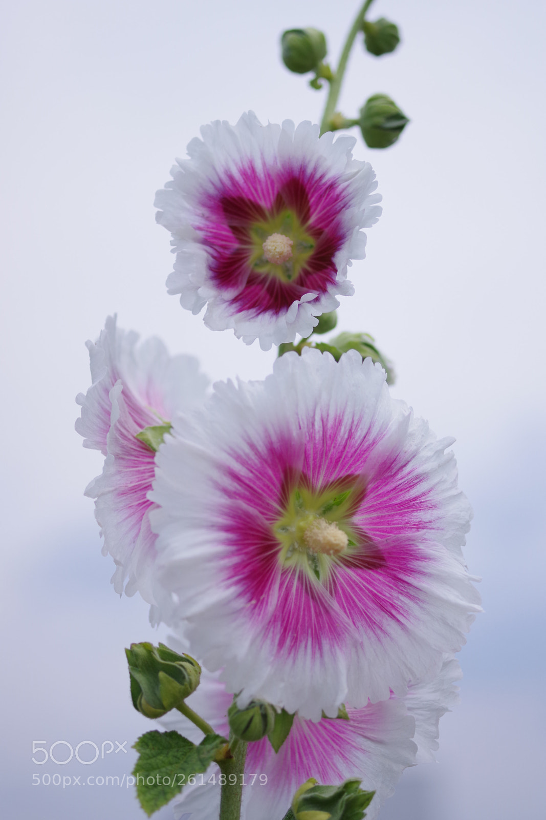 Pentax K-70 sample photo. Untitled photography
