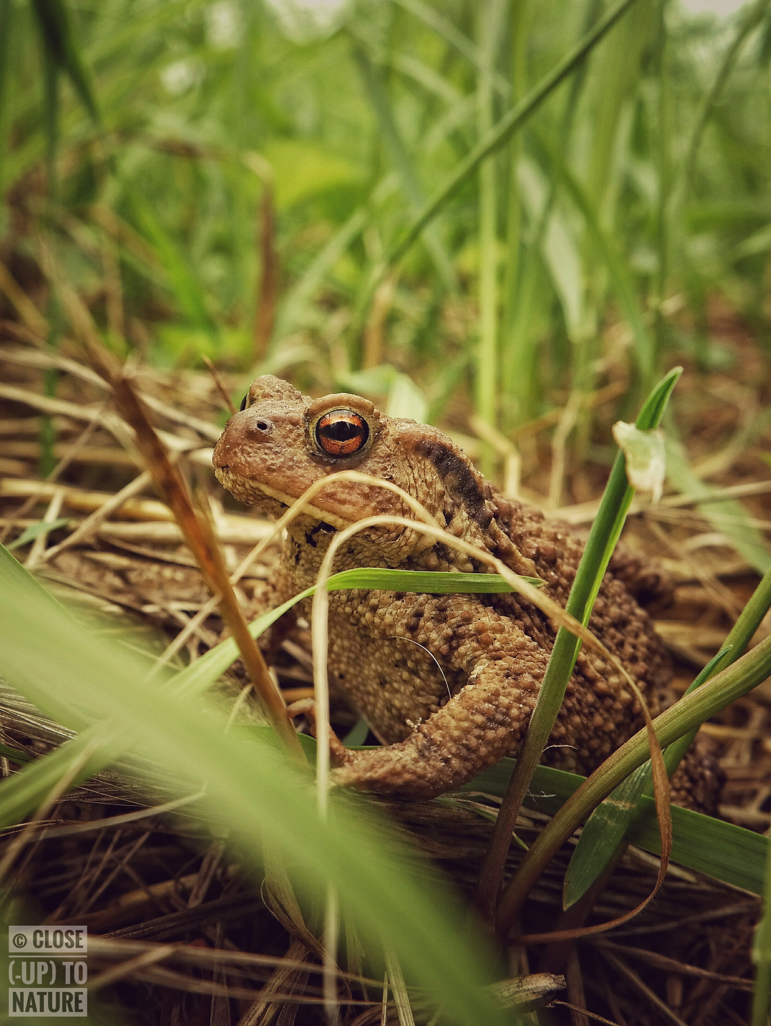 Samsung NX300M sample photo. Le crapaud commun photography