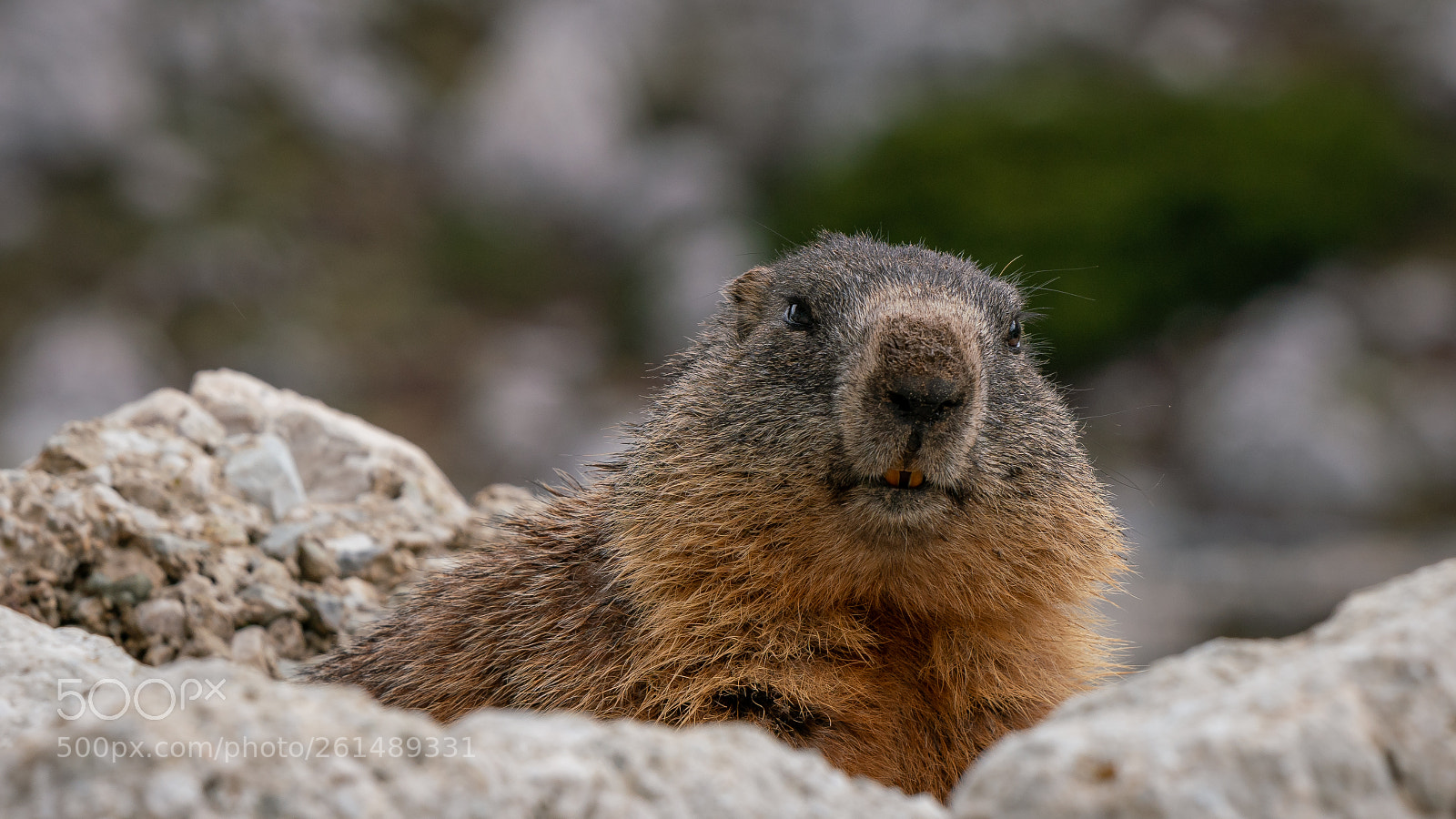 Sony a7R II sample photo. Murmeltier photography