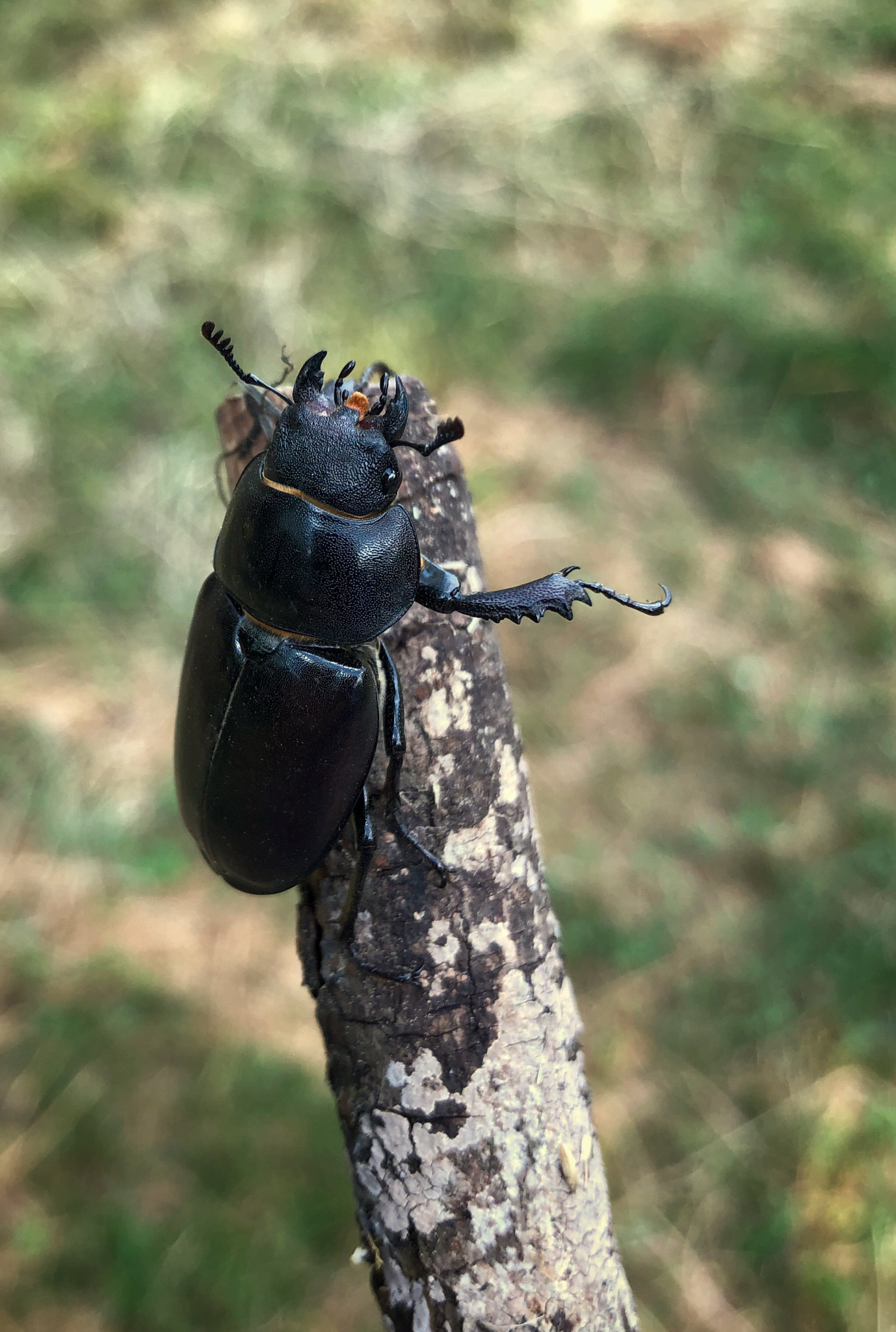 Apple iPhone 8 sample photo. Stag beetle photography
