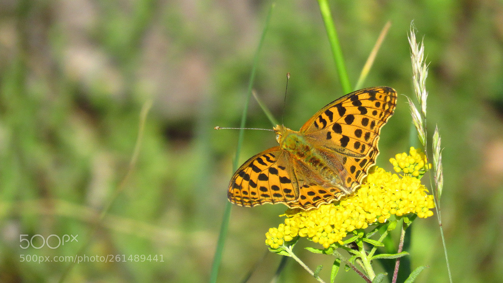 Canon PowerShot SX60 HS sample photo. Aphrodite fritillary (speyeria aphrodite) photography