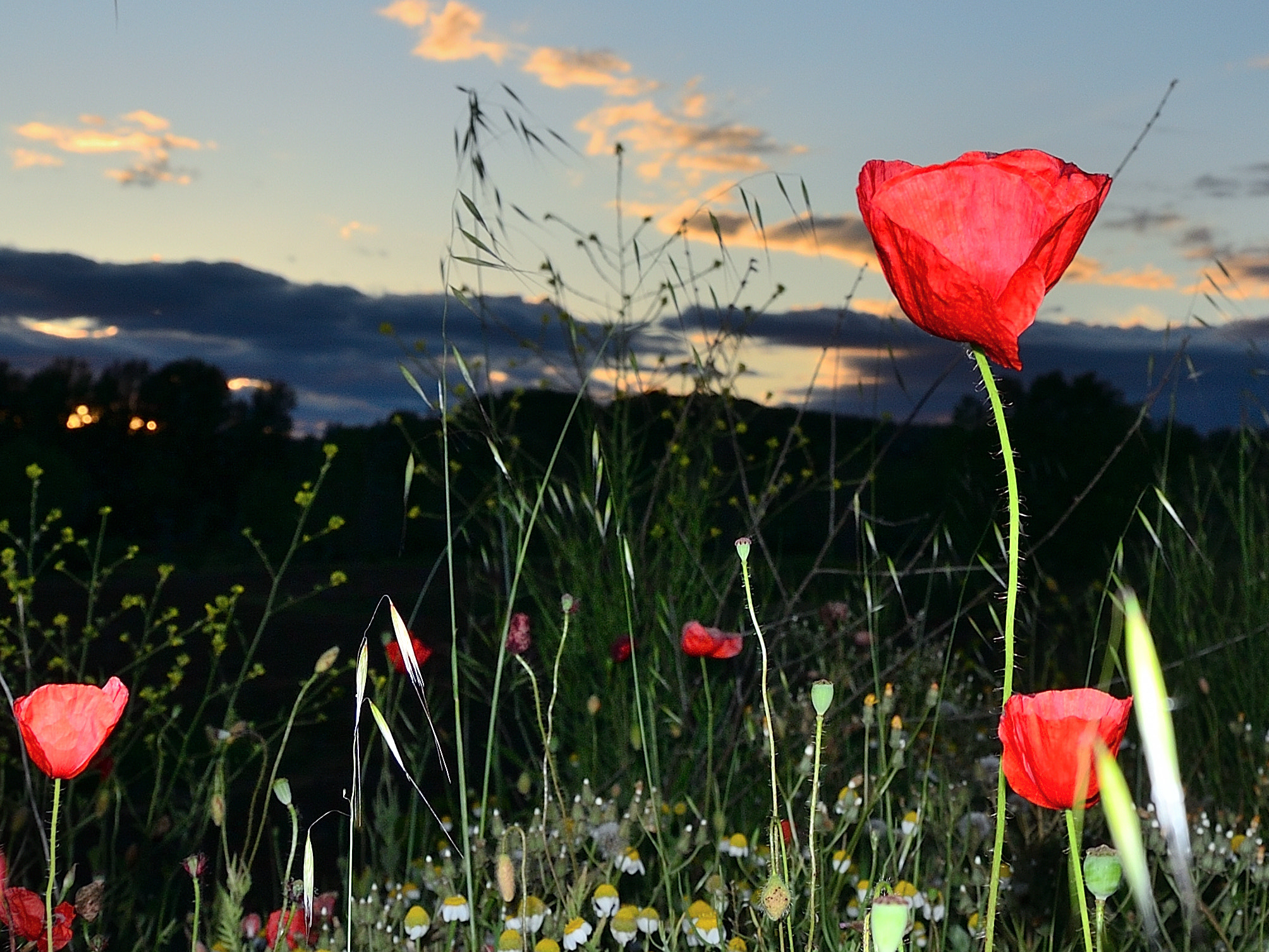 Nikon D3100 sample photo. Criaturas terrestres photography