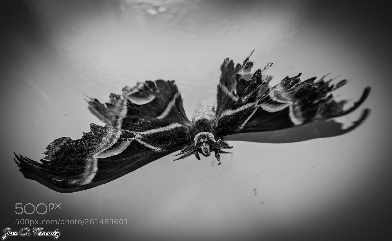 Nikon D7200 sample photo. Broken wings photography