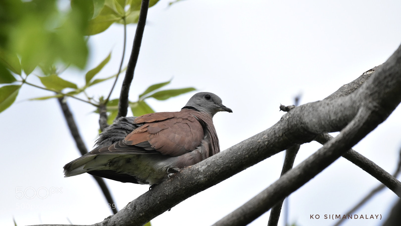 Nikon D5500 sample photo. Red collared dove photography