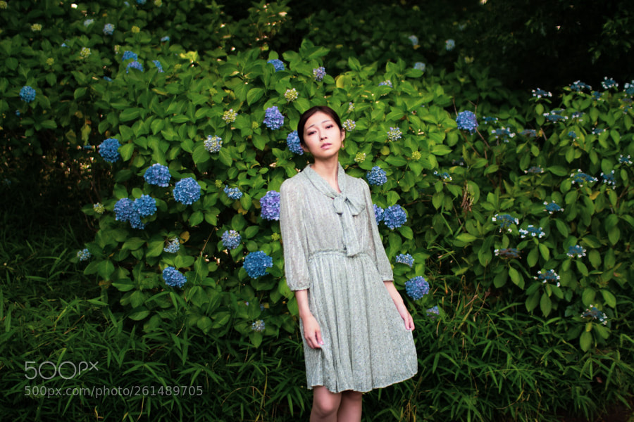 Canon EOS 60D sample photo. Ajisai - hydrangea - photography
