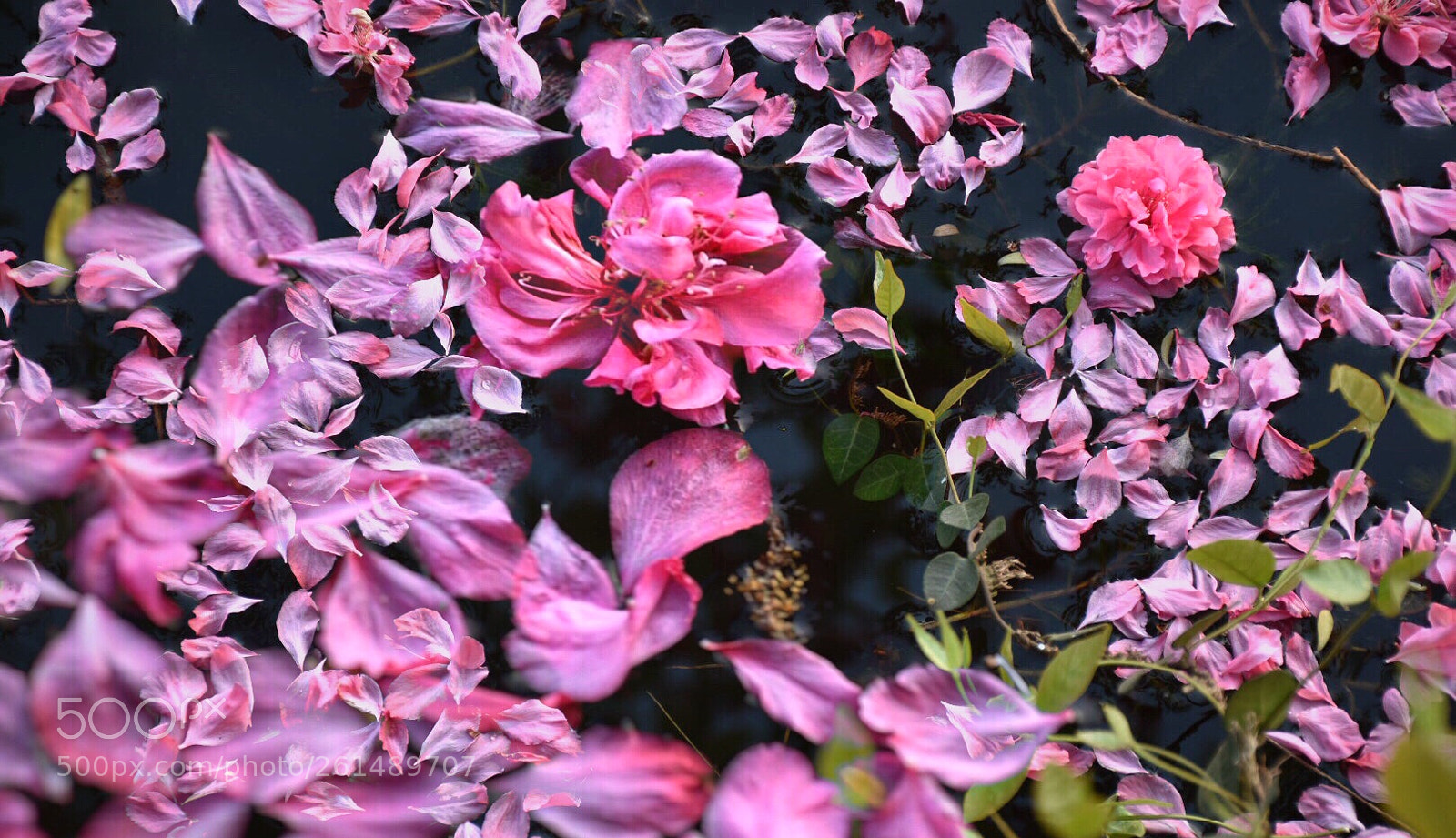 Nikon D5500 sample photo. Flower in water photography