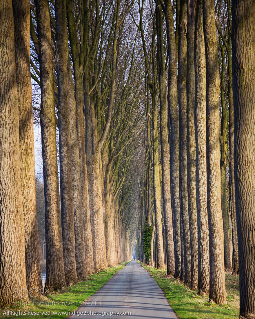 Canon EOS 6D sample photo. Seemingly endless trees photography