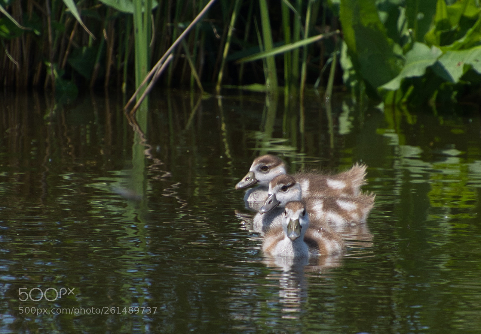 Nikon D7100 sample photo. Triplets photography