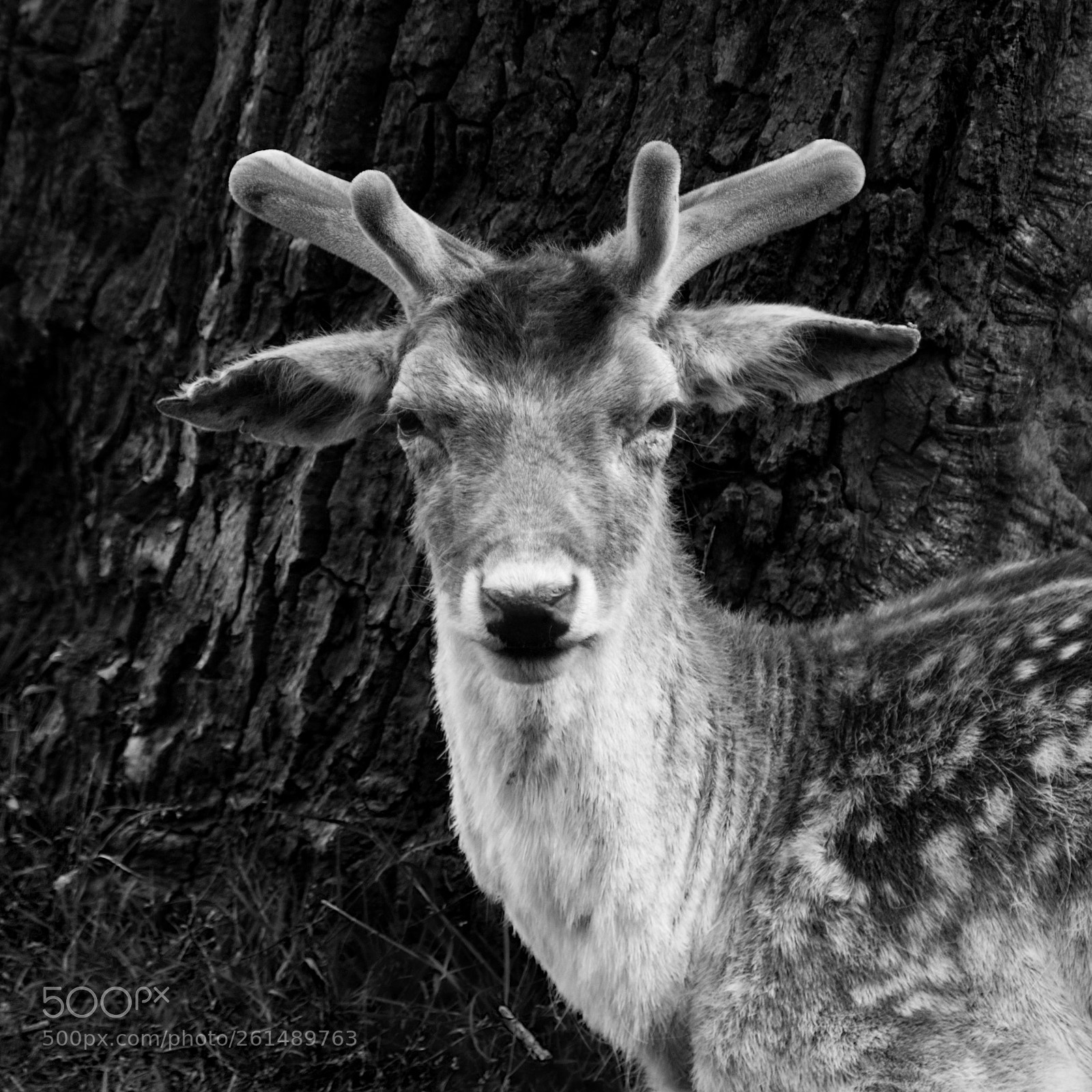 Nikon D7200 sample photo. Deer against tree bw photography