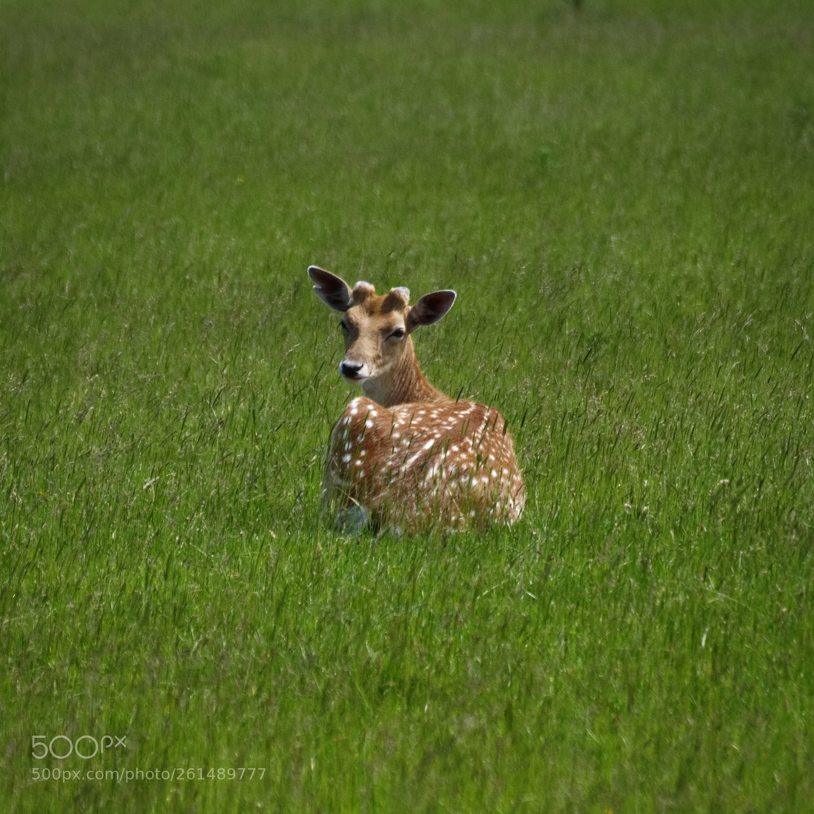 Nikon D7200 sample photo. Young deer bradmore photography