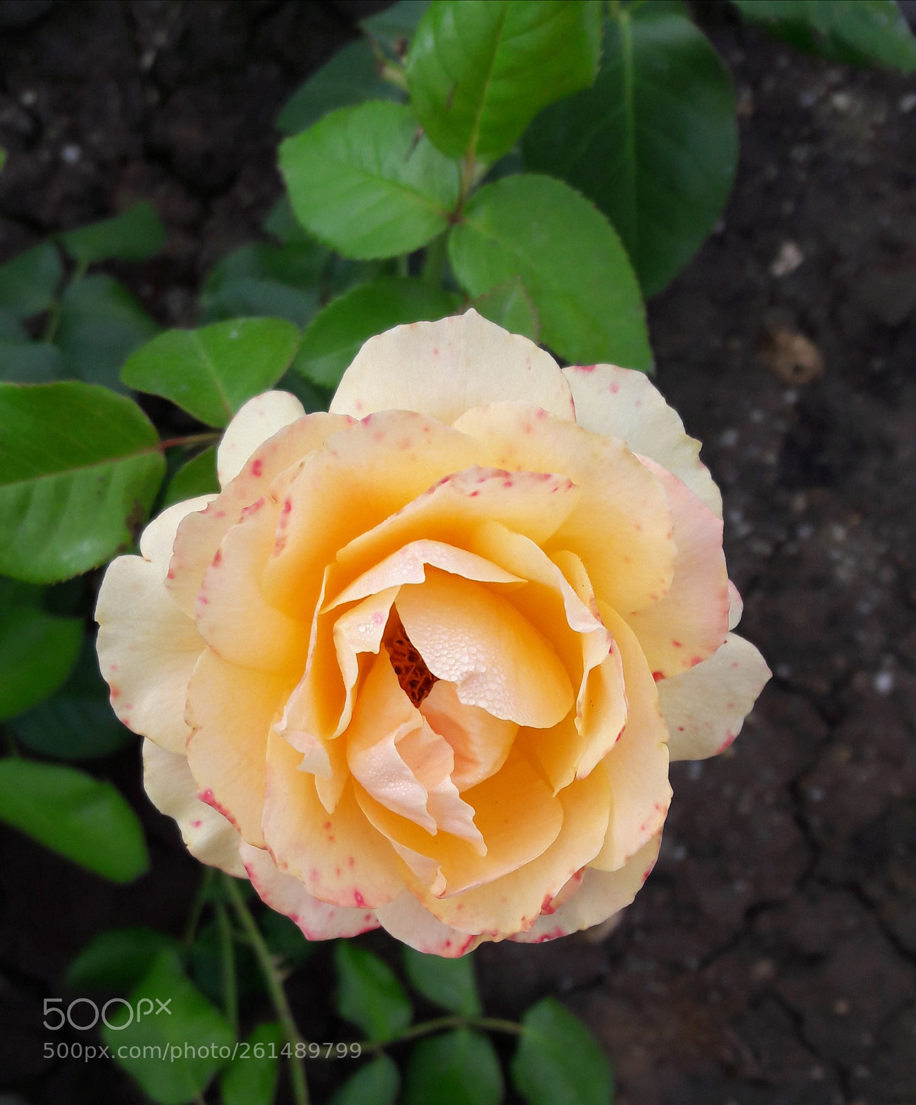 Samsung Galaxy A5(2016) sample photo. Untitled photography