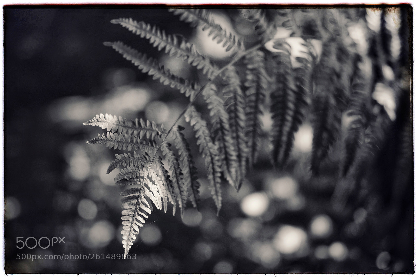 Fujifilm X-Pro2 sample photo. Fern photography