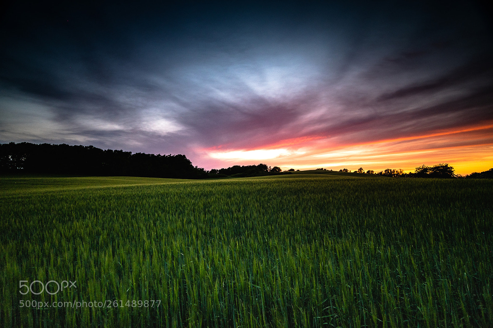 Nikon D500 sample photo. Cornfield photography