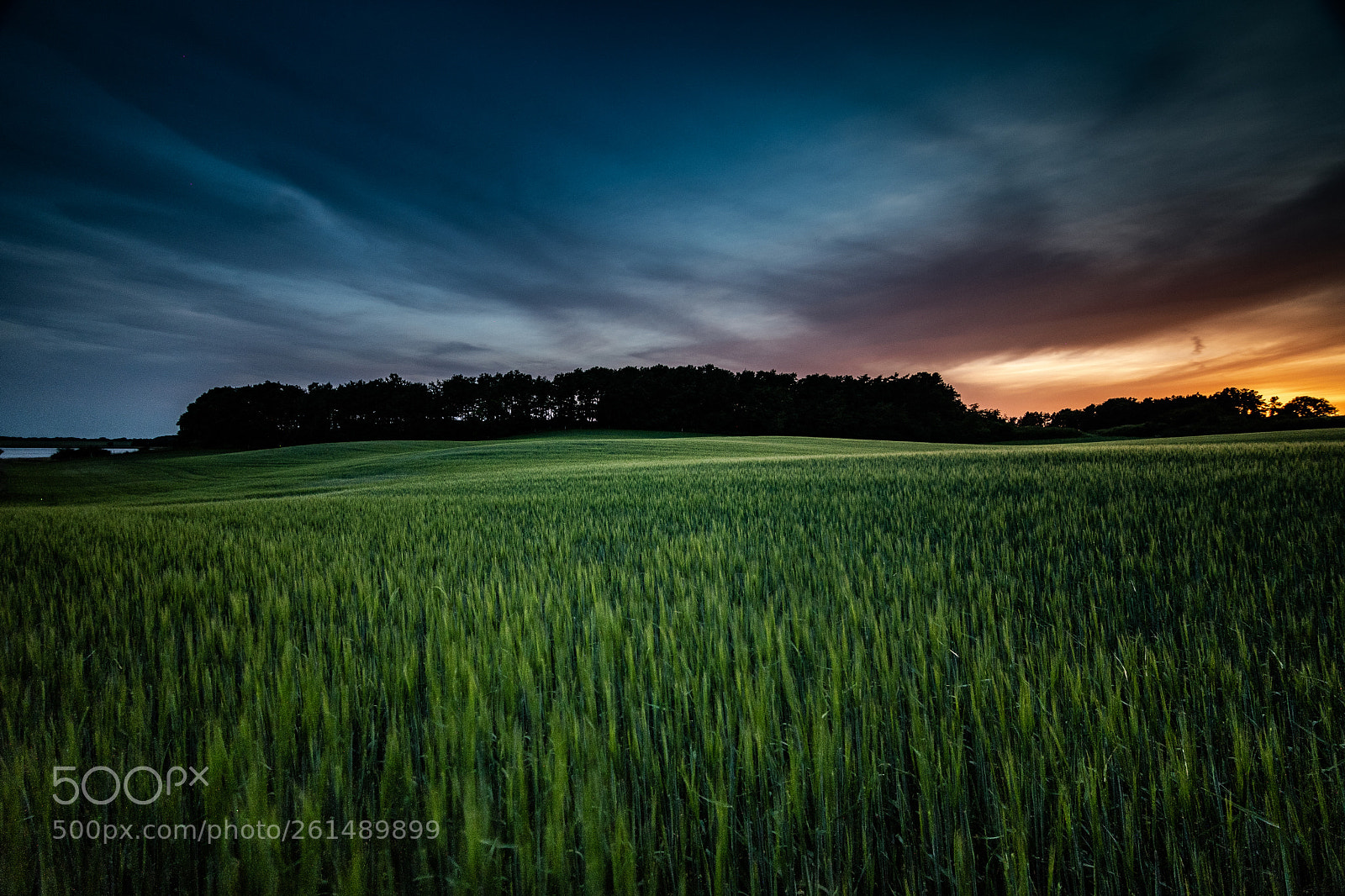 Nikon D500 sample photo. Cornfield photography