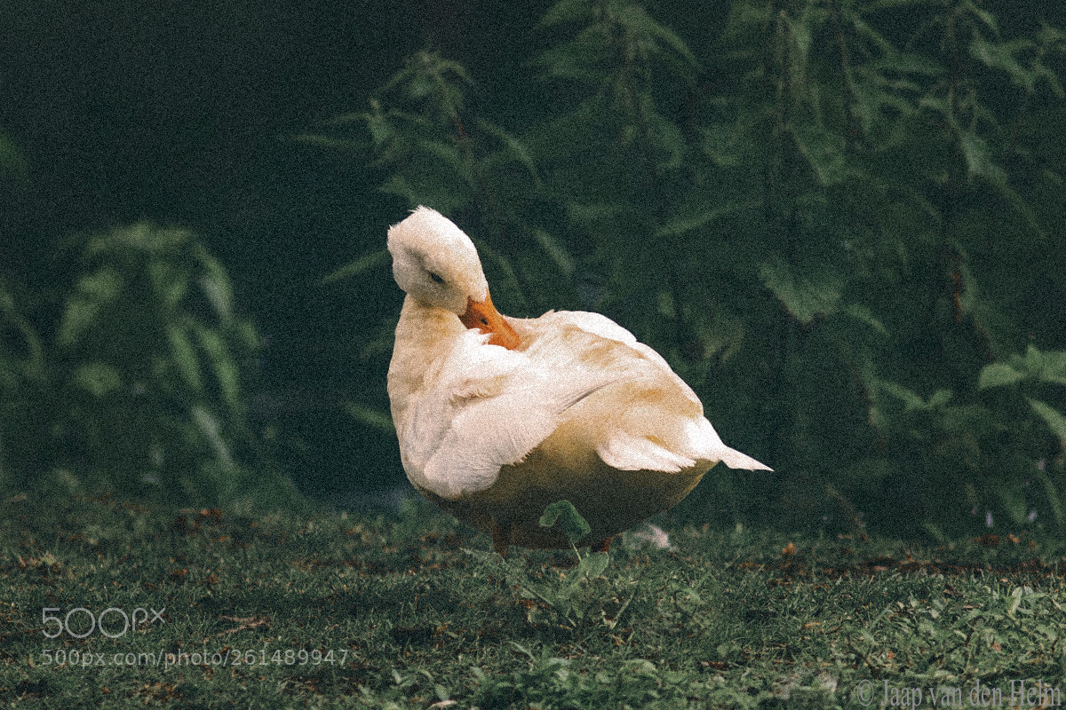 Canon EOS 70D sample photo. Duck photography