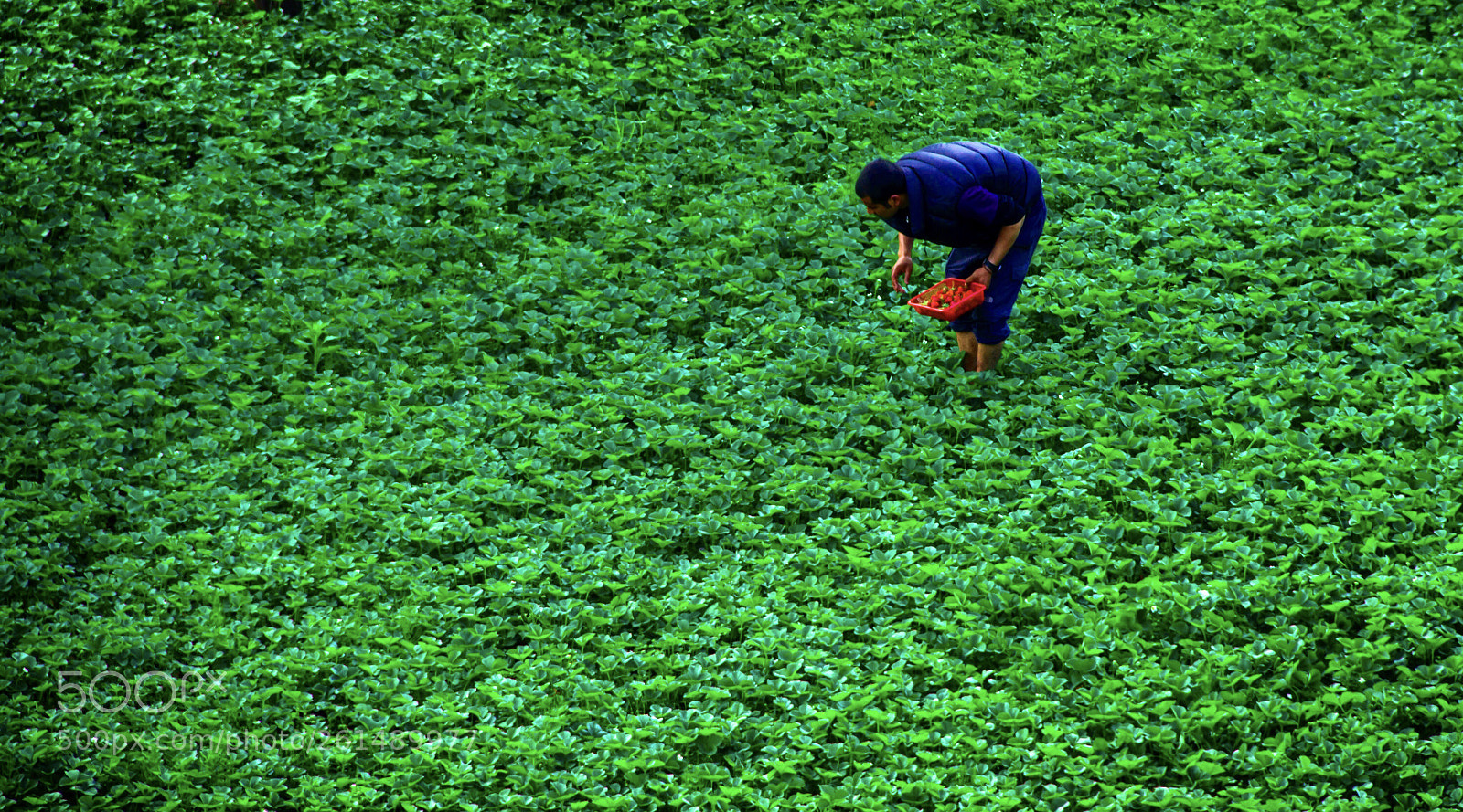 Canon EOS 600D (Rebel EOS T3i / EOS Kiss X5) sample photo. The strawberry picker photography