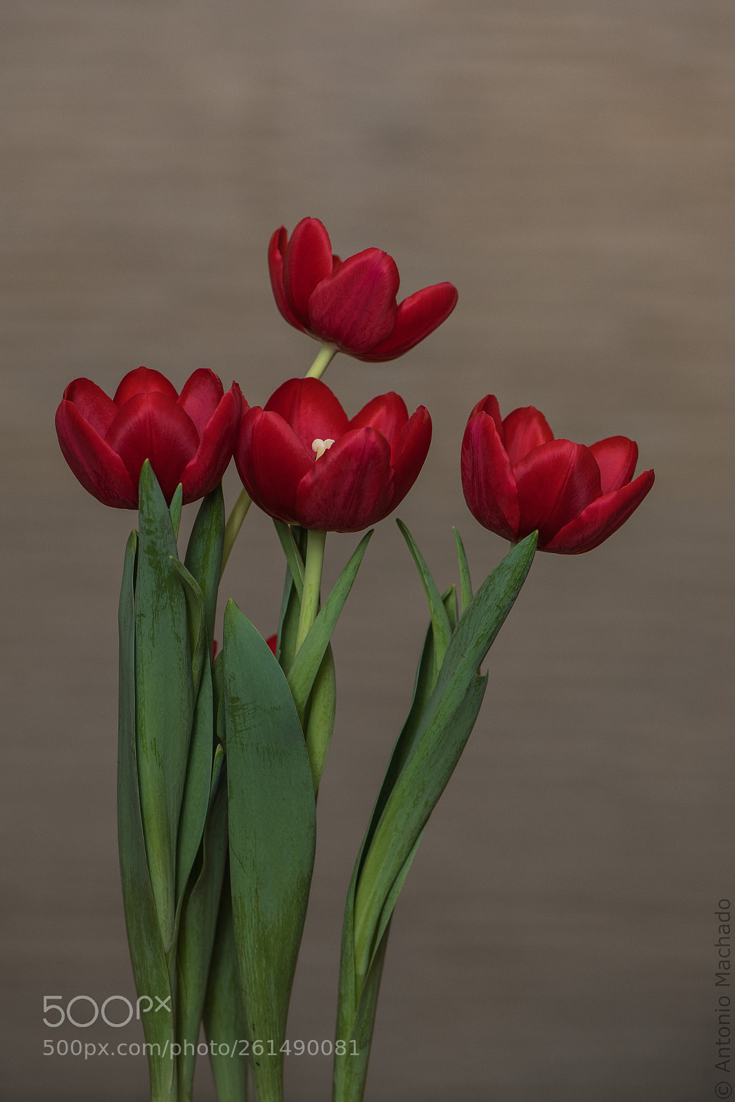 Nikon D750 sample photo. My wife's tulip! photography