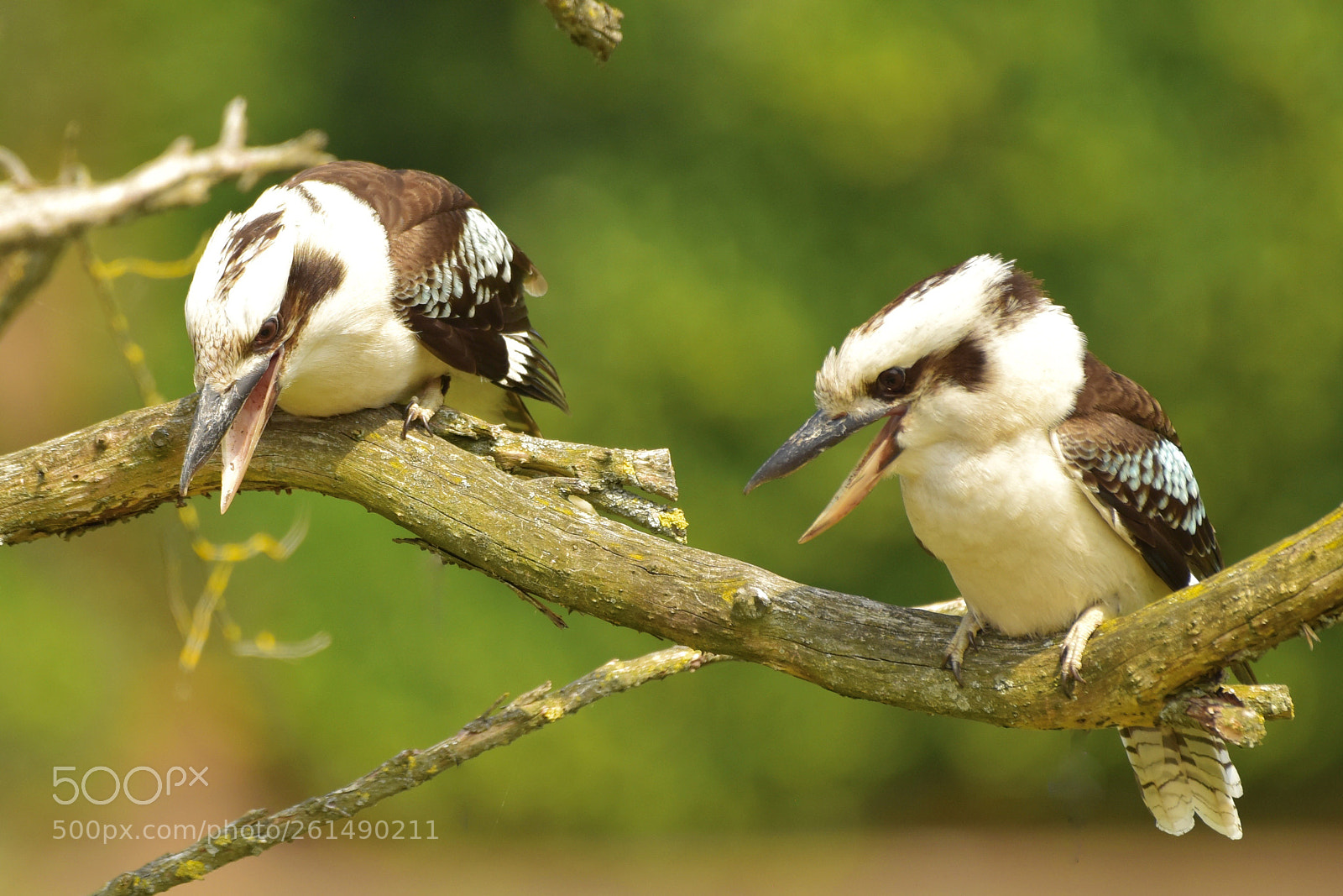 Nikon D810 sample photo. Kookaburra photography