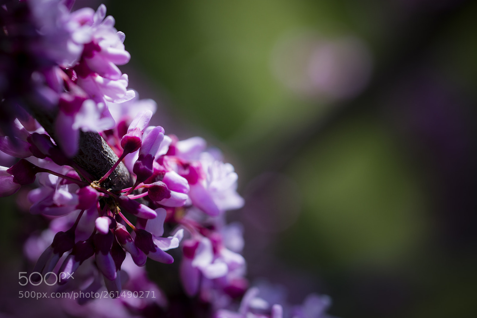 Nikon D7200 sample photo. Redbud photography