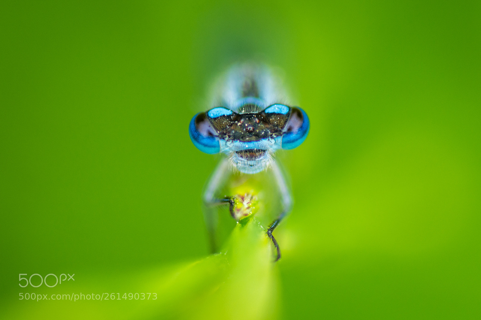 Nikon D7100 sample photo. Damselfly photography