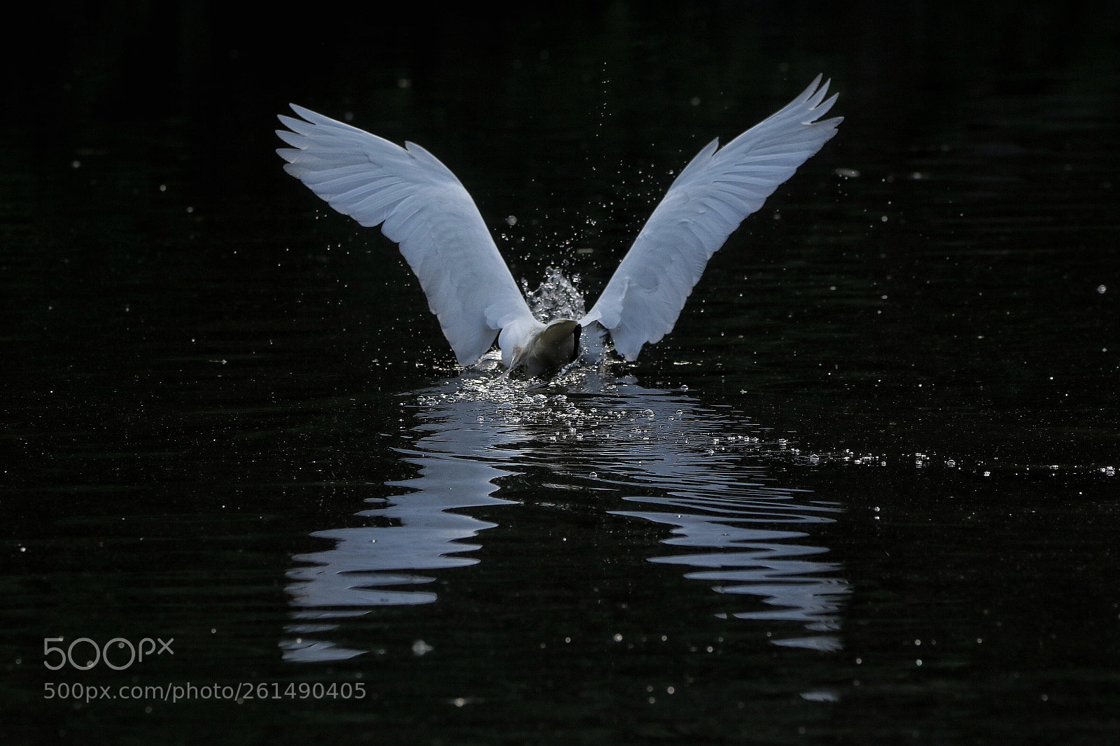 Canon EOS 7D Mark II sample photo. Mr. egret  photography