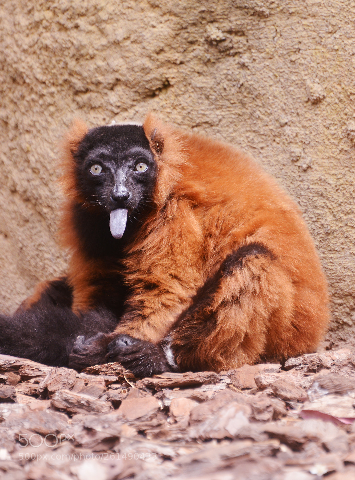 Nikon D800 sample photo. Red ruffed lemur photography