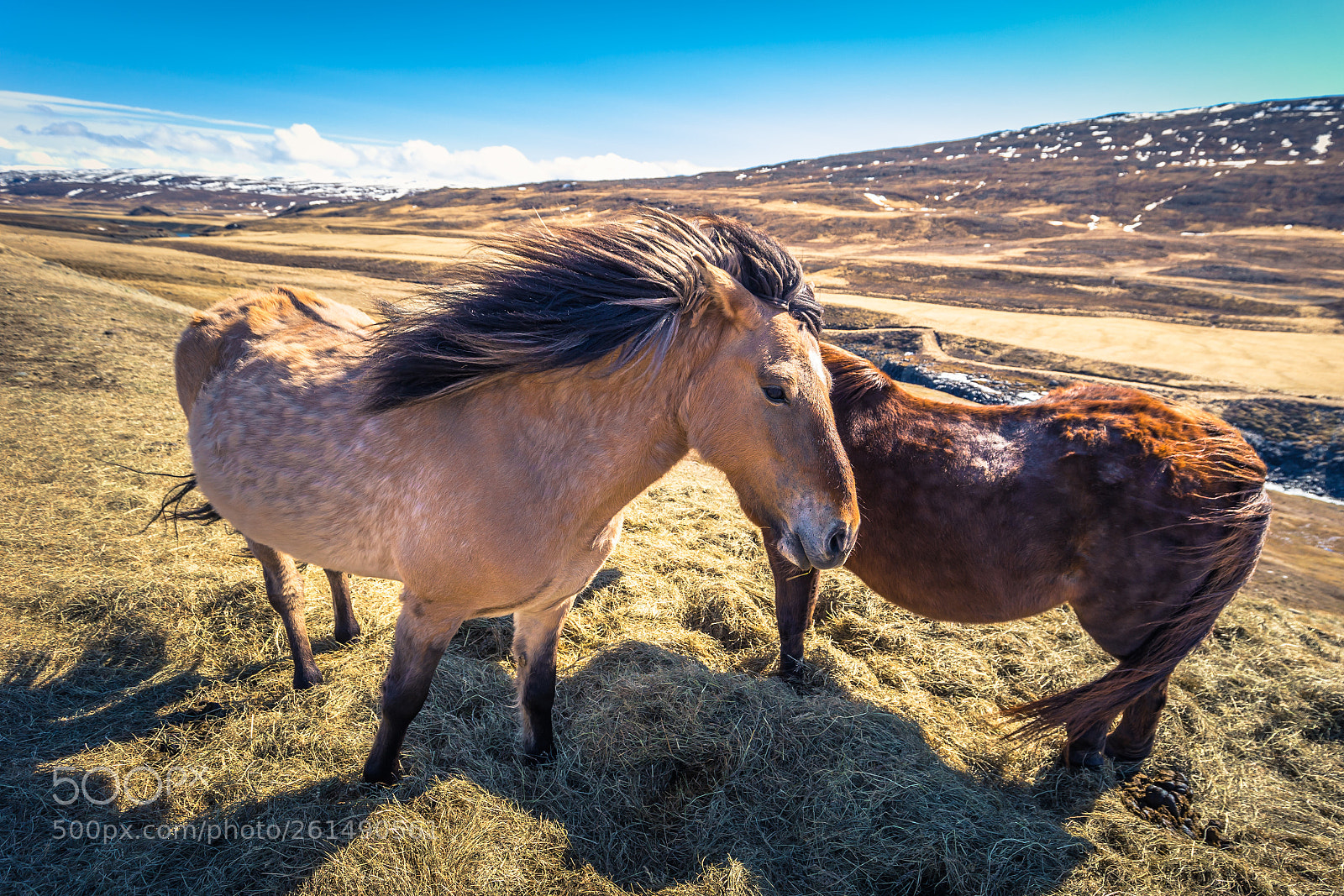Canon EOS 6D sample photo. Children of iceland photography