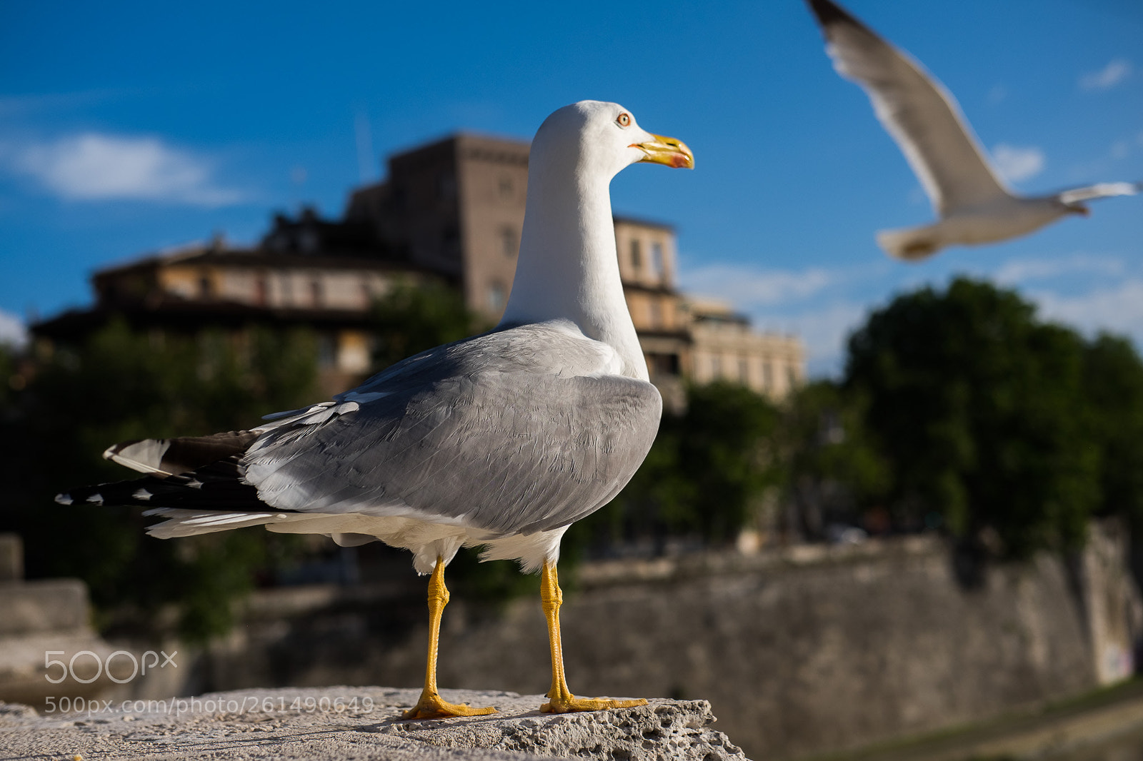Fujifilm X-T1 sample photo. Seagull photography