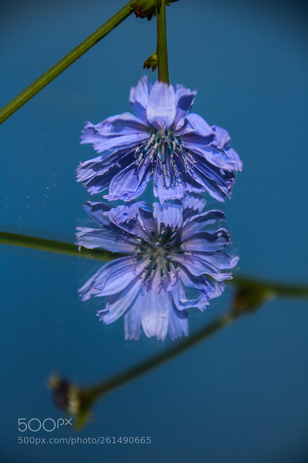 Canon EOS 750D (EOS Rebel T6i / EOS Kiss X8i) sample photo. Cichorium intybus reflection photography