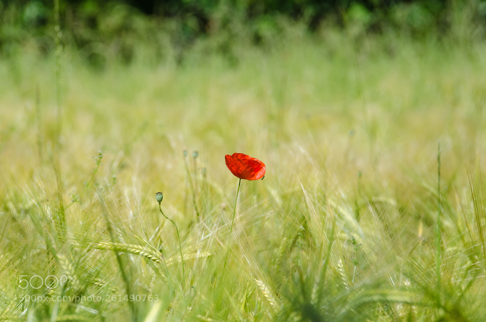 Nikon D7000 sample photo. Poppy flower in a photography