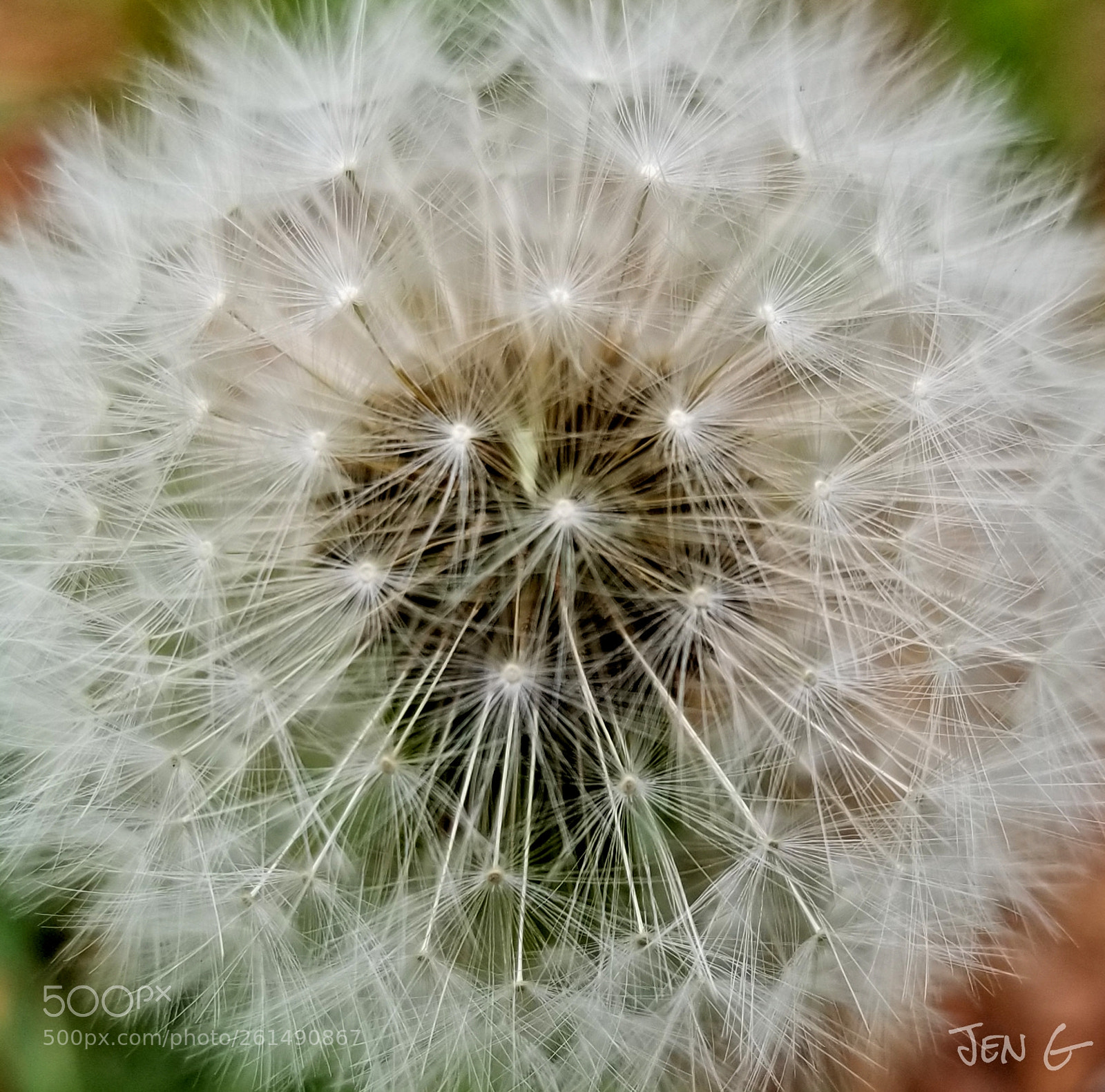 Samsung Galaxy S8+ sample photo. Dandelion. photography
